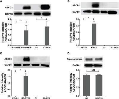 Establishment and Characterization of an Irinotecan-Resistant Human Colon Cancer Cell Line